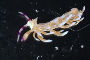 Media type: image;   Malacology 393738 Description: live specimen;